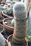 MAMMILLARIA SPINOSISSIMA_1.jpg